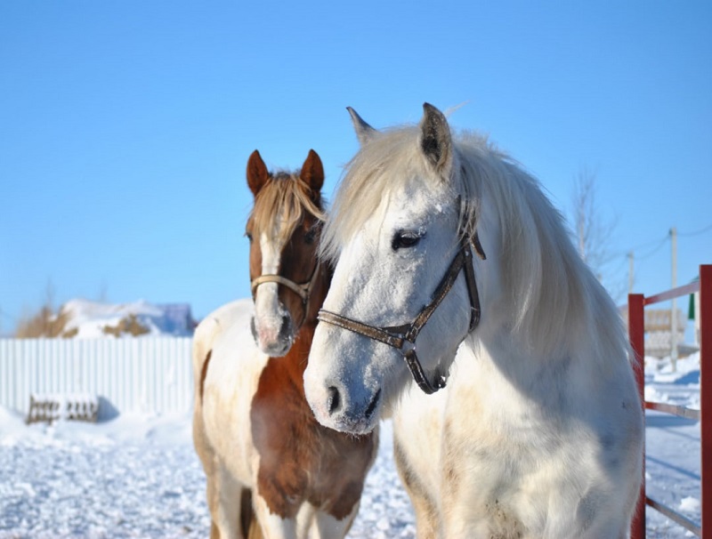Экс-директор конного клуба «Эдельвейс»: «Каждую лошадку мы определили в добрые руки»