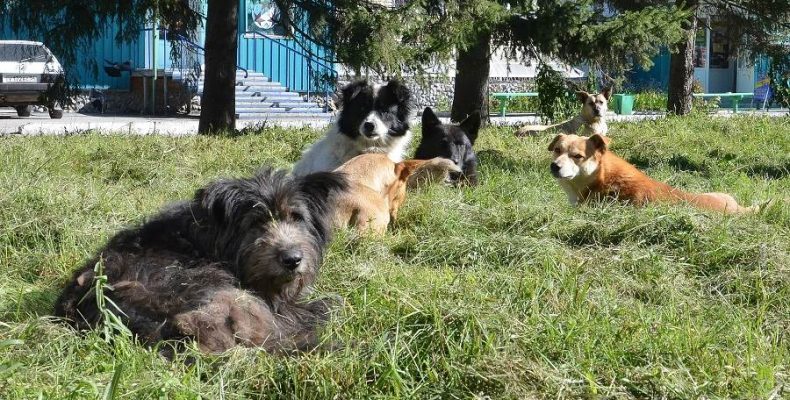 Депутат Бердска предлагает утилизировать бездомных животных