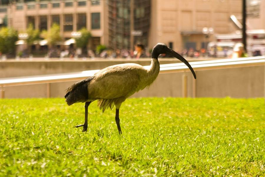 Такие птицы ходят по Сиднею, как у нас голуби. 