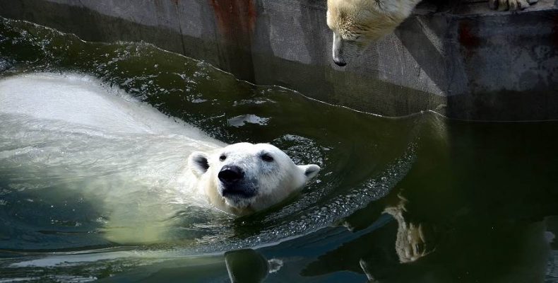 «Дикость» и переворот сознания в зоопарке Новосибирска