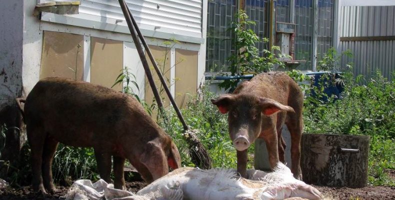 Свинарник вместо жилья обустроил фермер рядом с частными домами в Бердске