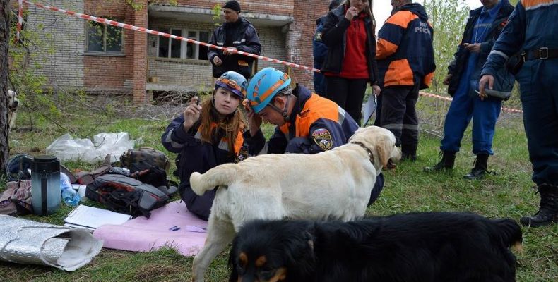 Поисковые собаки со всей России отправятся в завалы Бердска на помощь терпящим бедствие