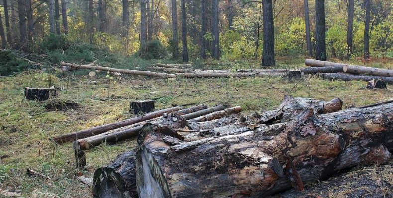 Вековые сосны самовольно вырубают в Бердске люди, получившие участки леса без конкурсов и аукционов