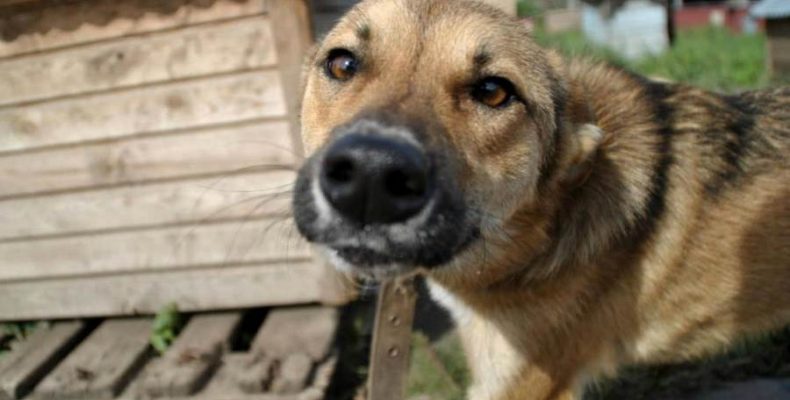 Животных из приюта Бердска местный депутат предложил переселить в Кемерово и Новосибирск