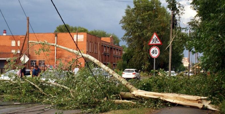 Около трёх десятков аварийных деревьев снесут за две недели в Бердске