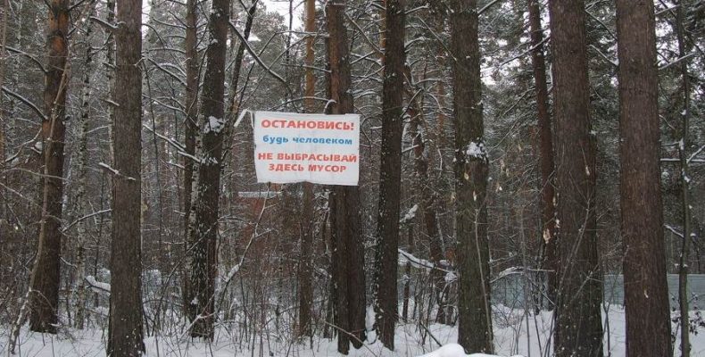 Власть Бердска готова передать леса в аренду