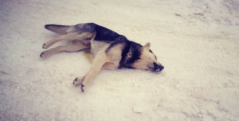 В Бердске зоозащитники грозят властям прокуратурой за расправу над бездомными собаками