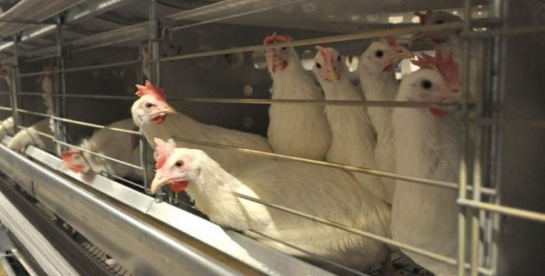 Об угрозе африканской чумы свиней и птичьего гриппа предупреждают бердчан ветеринары