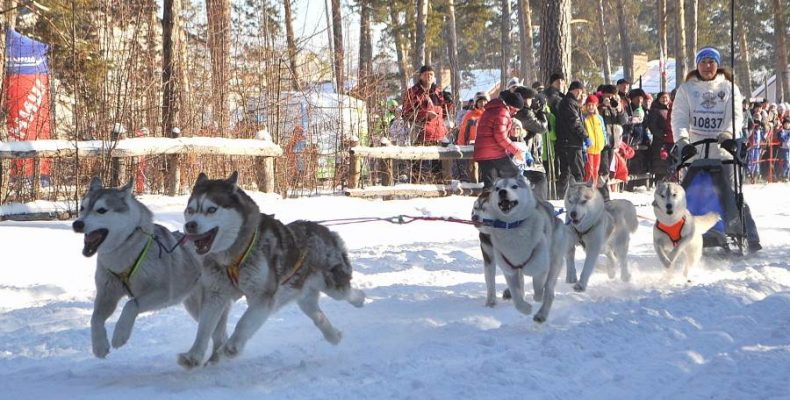 Первый сибирский фестиваль ездовых собак состоится в Новосибирске
