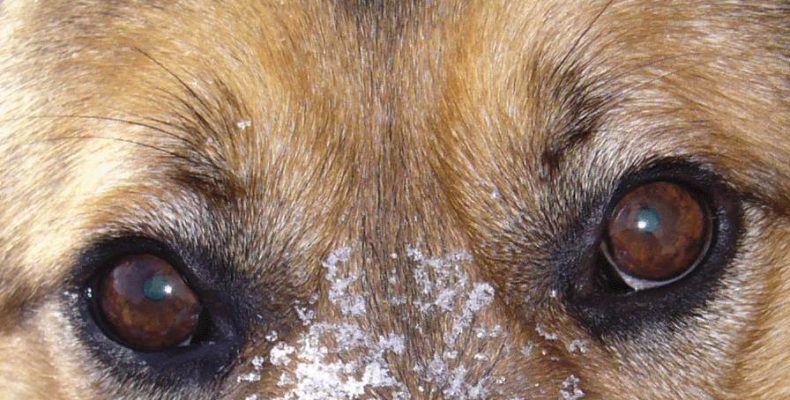 Слухи и реальность о травле собак в Белокаменном районе Бердска