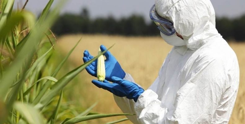 Новосибирские ученые — о запрете ГМО в России