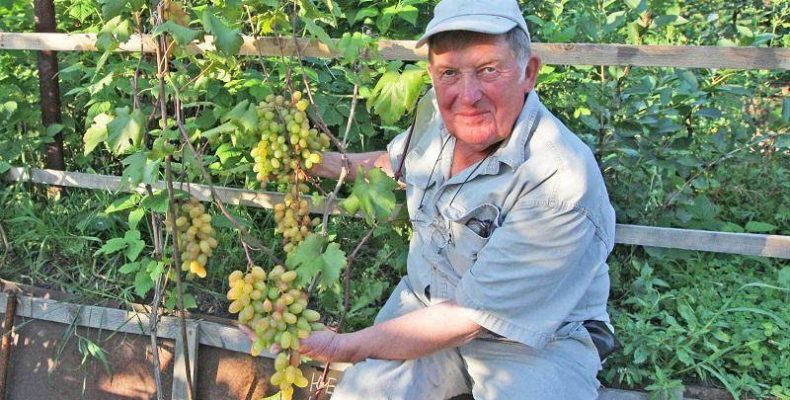 100 сортов винограда выращивает на своем участке бердчанин