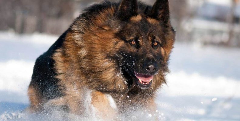 В Новом посёлке Бердска собака напала на второклассницу