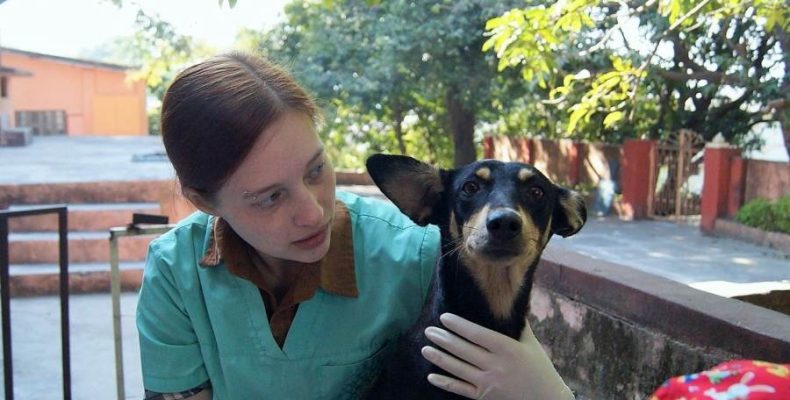 Ветеринар-волонтёр из Бердска стерилизует и лечит бездомных животных в Индии