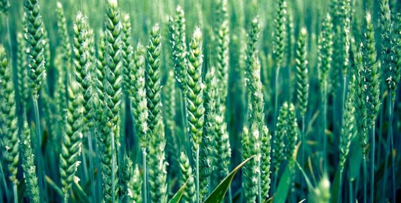 Новосибирские селекционеры создали перспективный сорт пшеницы
