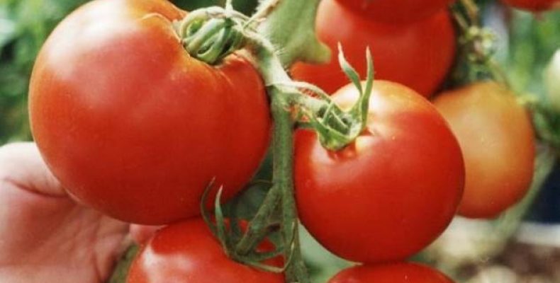 Какие сорта томатов выбрать бердским дачникам?