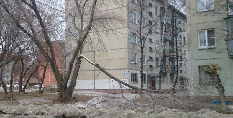 Падение деревьев и обрыв проводов возможны в Бердске