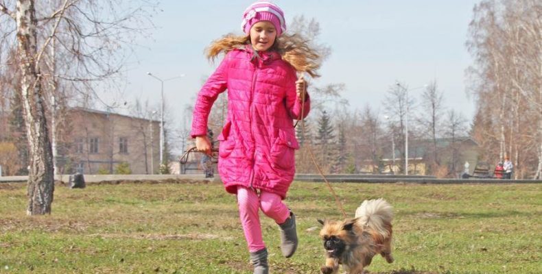Собачья жизнь: Бердск не приспособлен для жизни с домашними животными