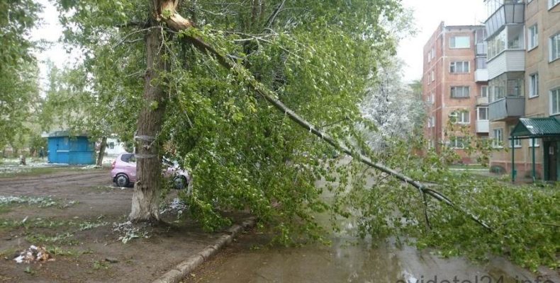 В Микрорайоне Бердска на внутриквартальную дорогу упало дерево