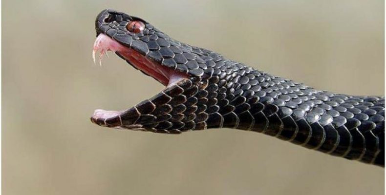 «Кого кусают гадюки»: главный охотовед Бердска поделился опытом встречи со змеями
