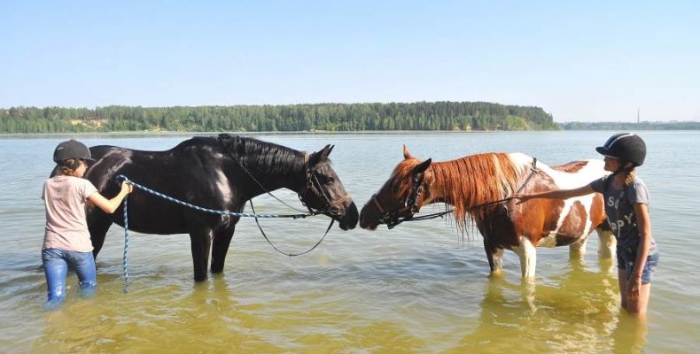 В бердский  конный клуб «Аллюр» специально приезжают из Новосибирска, чтобы искупаться с лошадьми