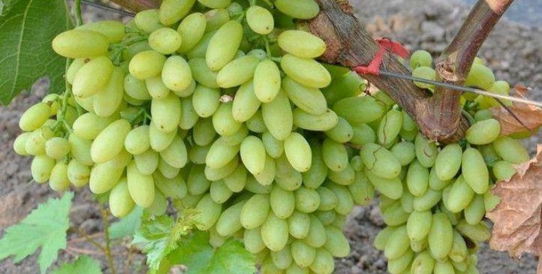 Как вырастить виноград в Бердске?