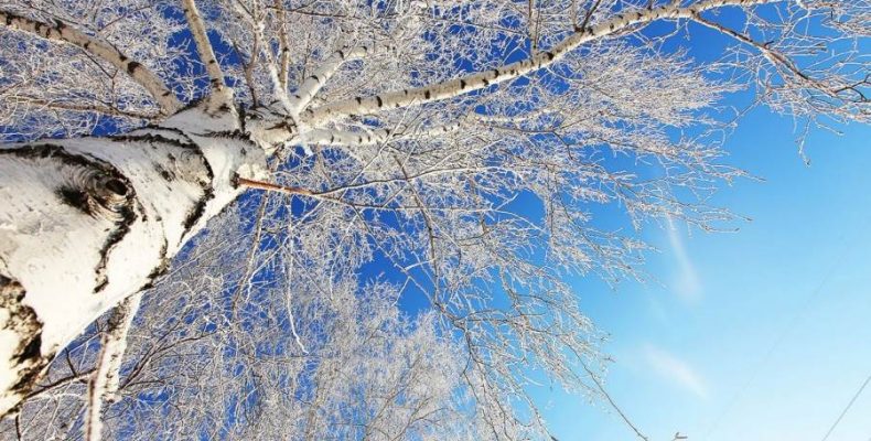 Гидрометцентр дал долговременный прогноз погоды на зиму в Бердске
