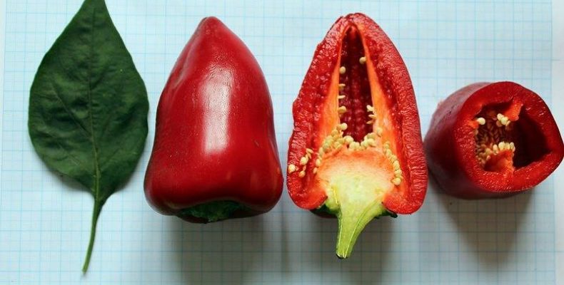 Новые уникальные сорта помидоров и перцев создали сибирские селекционеры