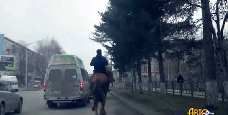 Одна лошадиная сила была замечена на главной улице Бердска
