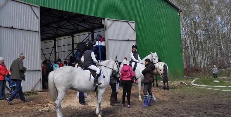 Руководитель конного клуба «Аллюр» в Бердске: «Я был готов принять любое наказание»
