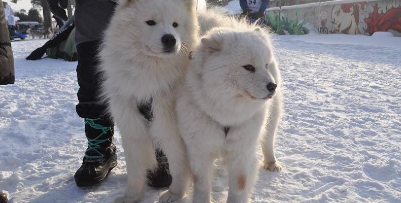 Более сотни собак бегалo в лесу Бердска