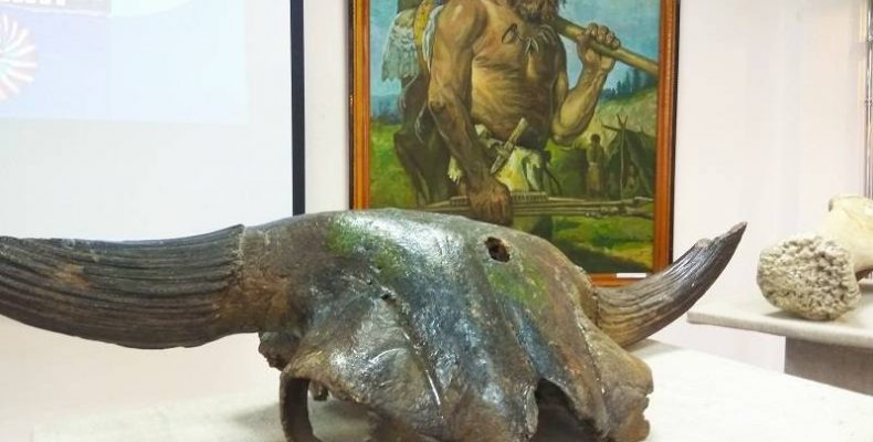Череп бизона и кость мамонта выставили в музее Бердска
