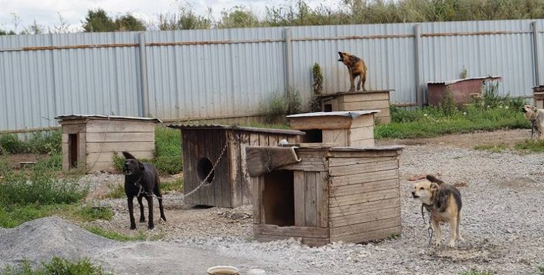Отловленных собак будут выпускать из приюта в Бердске