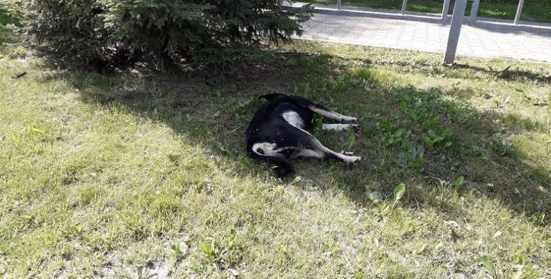 Вторые сутки лежит труп собаки на главной улице Бердска