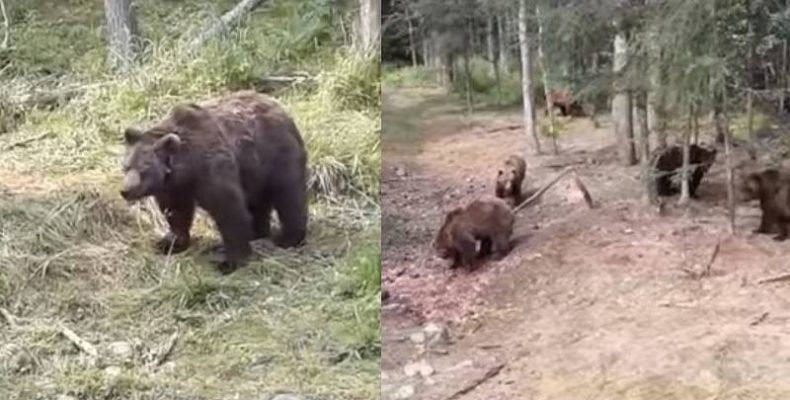 Медведи из соцсетей грибникам и ягодникам Бердска не угрожают