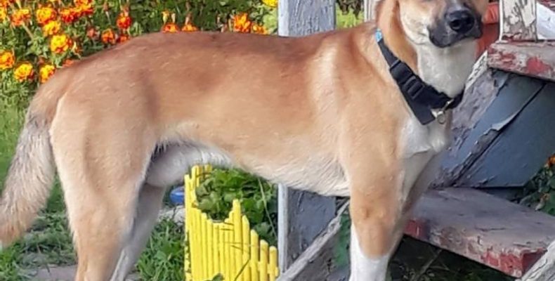 Спустя три недели пропавшая в Бердске собака вернулась домой