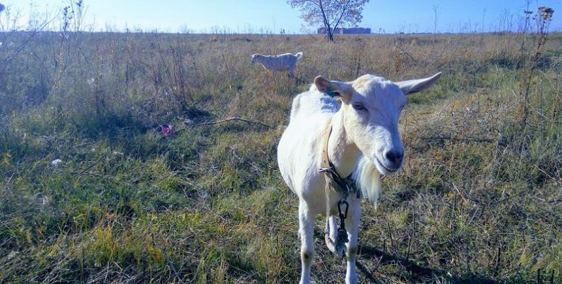 От козы заразился клещевым энцефалитом житель Бердска