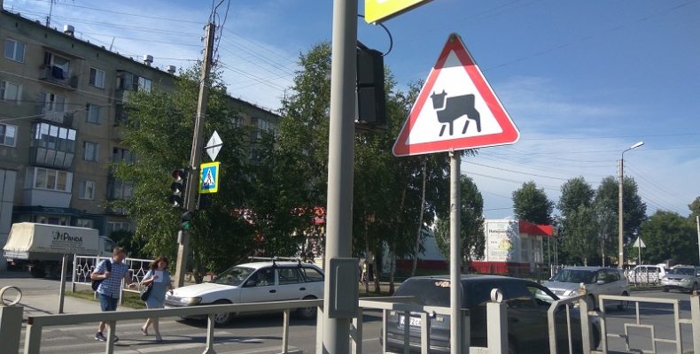 Ветеринар о запрете держать коров в Бердске: «Власти обрекают людей на нищету»