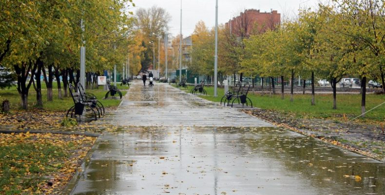 2128 деревьев и кустарников высадят осенью в городском парке Бердска