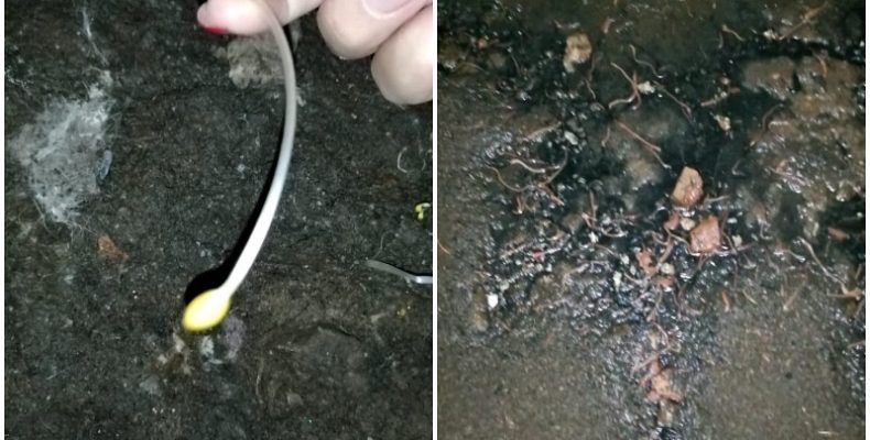На червей и плесень в грязном подвале жалуются жители дома в Бердске