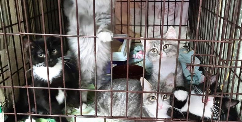 Бердчанка приютила бездомных кошек, отдав им комнату в «двушке»
