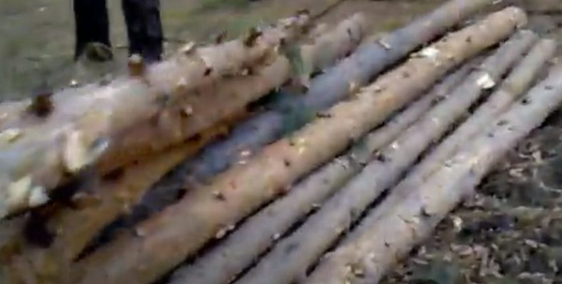 В сети появилось видео о «варварской вырубке молодых сосен» в Бердске