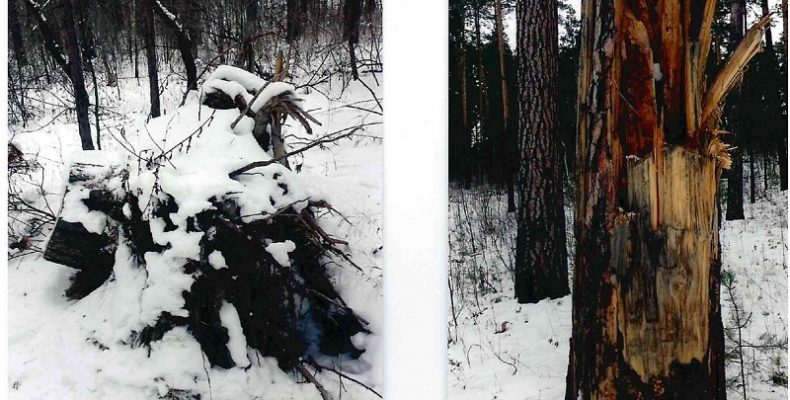 Начальник управления природными ресурсами рассказала, почему рубят деревья в Бердске