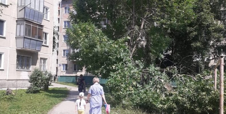 Грозит упасть на детей ветка аварийного дерева в Бердске