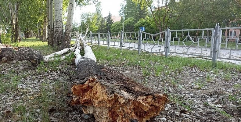 Засохший тополь рухнул от ветра на «Семи ветрах» в Бердске