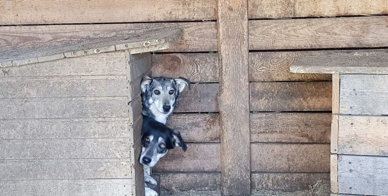 Не смогут пережить зиму без новых будок собаки из приюта «Надежда» в Бердске