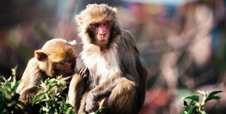 Каковы пути заражения оспой обезьян и существует ли в России вакцина от этого вируса