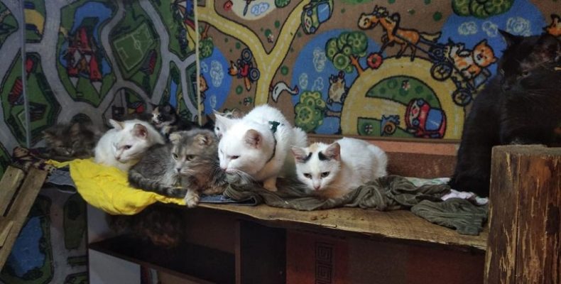 Освободили узников кошачьей тюрьмы в Бердске волонтеры вместе с полицией