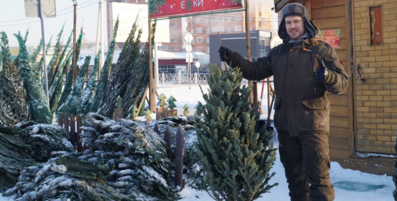 Сколько стоят новогодние ёлки в Бердске?