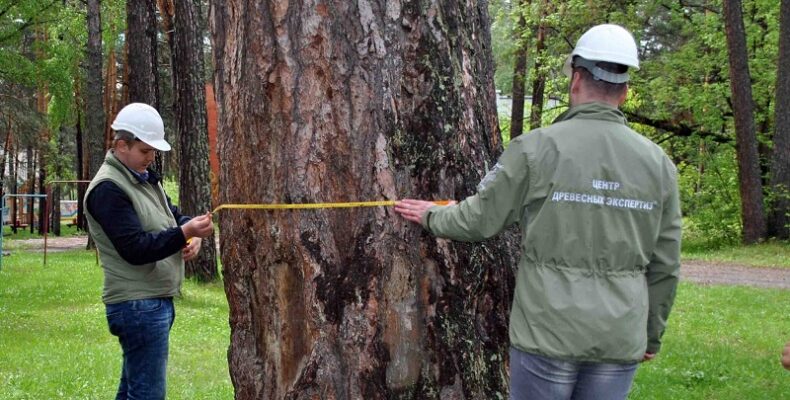 С первого на девятое место скатилась сосна из Бердска в национальном конкурсе «Российское дерево — 2023»